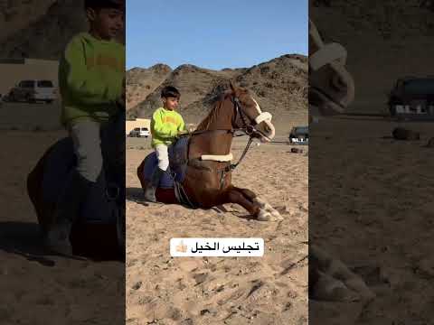 تجليس الحصان مع الخيال رعد اكسبلور خيل الخيل عواد سعد الخيال الصغير حصان