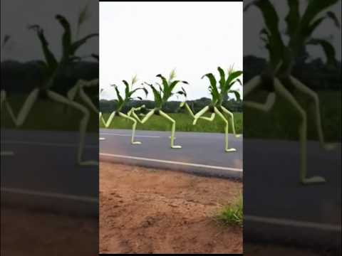 Mahindi Yangu Yamehamia Shamba La Jirani Nifanyeje Funny Shortsfeed Viralvideo Short