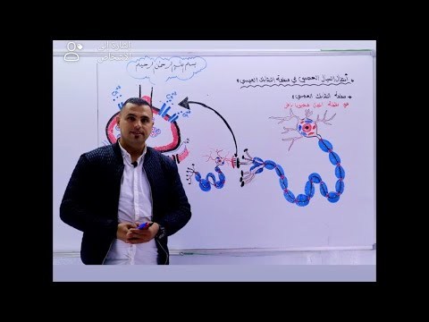 03انتقال السيال العصبي على طول المحور الاستاذ انس ابو صليح 03انتقال السيال العصبي على طول المحور الاستاذ انس ابو صليح
