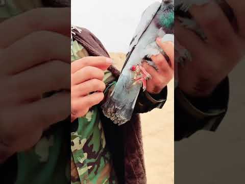 شوفو زاجل وين وصل للحدود ارافل ولاية بطيخ شوفو زاجل وين وصل للحدود ارافل ولاية بطيخ