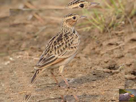 صوت طائر القبرة الزرعي Syrianhunter3008
