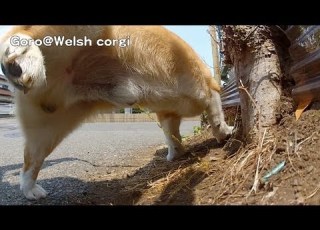  Goro S Butt Pee Poo コーギーのお尻とオシッコとウンチ