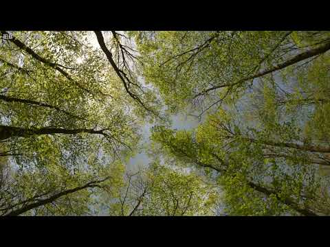 A Quiet Day With Birds Singing And Light Wind In The Green Forest Sounds For Relaxation And Sleep A Quiet Day With Birds Singing And Light Wind In The Green Forest Sounds For Relaxation And Sleep