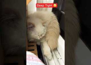 Sleep Tight Cat Simbaflamepoint Simba Cats Pets Pet Kitten Persian Cute Catsworld Mycat