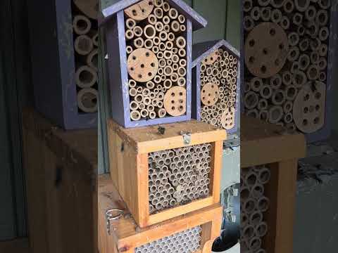 Another Busy Day Of Males Seeking Females Mason Bees Another Busy Day Of Males Seeking Females Mason Bees