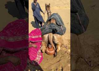  فعلت المرأة ذلك لتبريد جملها في الحر الشديد الذي أصاب الجميع بالذهول