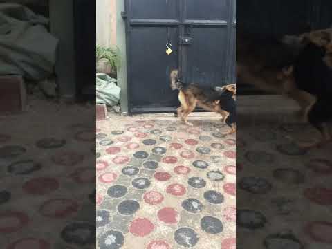 Mbwa Wamfanya Kitu Kibaya Mwizi Mchana Kweupe