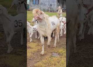  Nazara Dekho Bakraeid Bakraeid2024 Bakraeidspecial Bakra Goats Trending Biggoats
