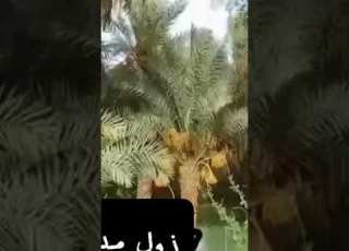 الفنان عثمان اليمني رميةحليل زمن البيوت