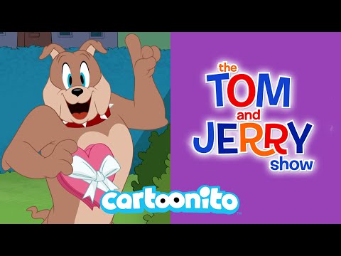 فقرة كارتونيتو توم وجيري العطف على الفئران كرتون نتورك فقرة كارتونيتو توم وجيري العطف على الفئران كرتون نتورك