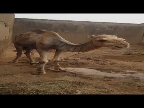 SABUWAR WAKAR CLASSIQ BARKADA SALLAH SABUWAR WAKAR CLASSIQ BARKADA SALLAH