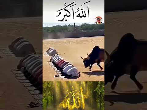 إذا كان الإيمان بالله ثابت ا في القلب فلا تتعث ر الخطوات أبد ا اكسبلور لایک Shorts