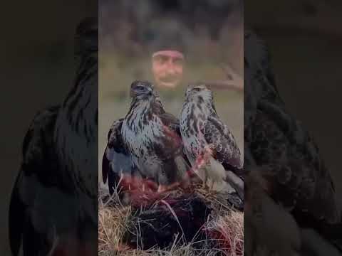 تصميم غليص ولد رماح المايعرف الصقر يشويه تصميم غليص ولد رماح المايعرف الصقر يشويه