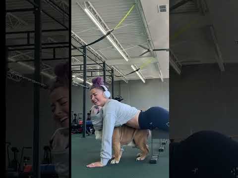 Adorable Bulldog Helps Parent Workout At Gym Adorable Bulldog Helps Parent Workout At Gym
