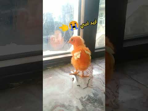 شاهد بكاء الصوص الصغير على امة