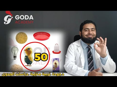 دراسة جدوى لخمسين كتكوت