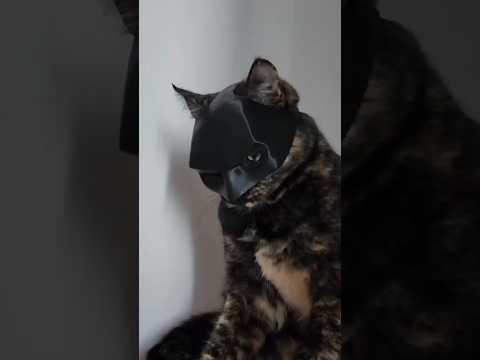 شارة المياو