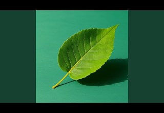 Lobgha Glassy Eyyed Stare Of Betrayal