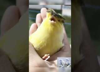  تغريد طائر الكناري جلوستر في اليد