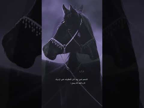 حفيد الاكابر