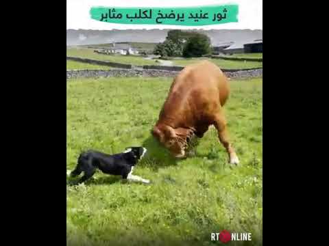 ذكاء الكلاب في رعي البقر