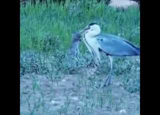  هذا هو الطائر الم سم ى بـ مالك الحزين يبتلع الأرنب