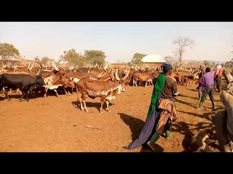 JILEKA MAPANDA SHIMBA