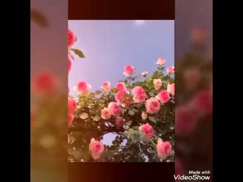 L ART من اجمل ما رأت عيني C Est Un Tabeau Splendide