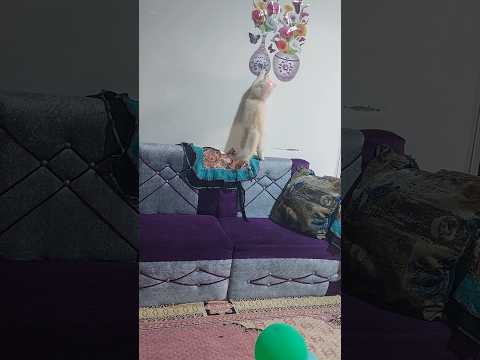 قططي وهيا تحول تمسك اليزار