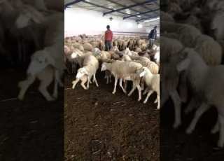 اسطبل نمودجي للأغنام اللهم بارك وزد في ذلك