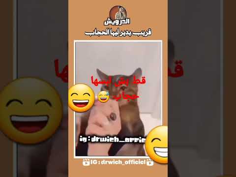 قط مسلم أكثر من صاحبي هههه