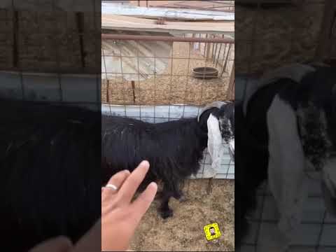 علامات قريب ولادة ماعز وابرزها