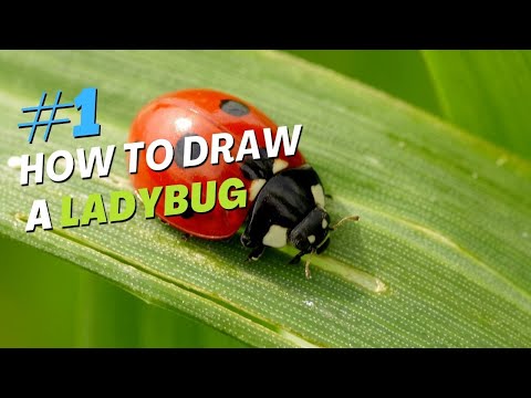 How To Draw A Ladybug Adobe Illustrator Practice Class 1