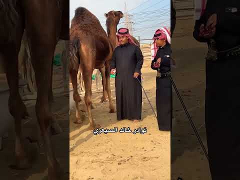 نوادر الابل الحمر السواحل نوادر الصيعري