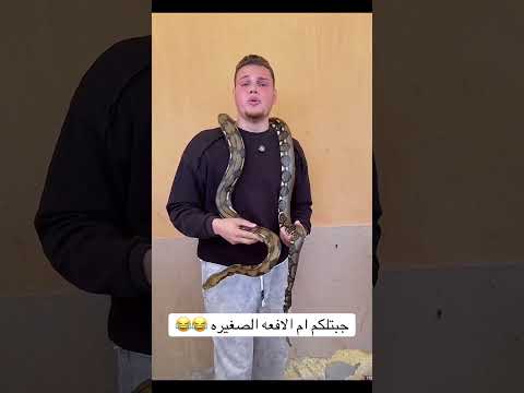 القارئ احمد رضا السمالوسي