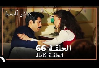 66 طائر النمنمة الحلقة