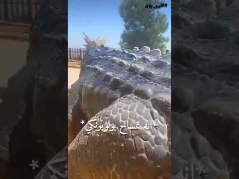 انه ليس تمساحآ عاديآ انه تمساح بولوبونكي He S A Very Violent Crocodile Bello Punky Crocodile انه ليس تمساحآ عاديآ انه تمساح بولوبونكي He S A Very Violent Crocodile Bello Punky Crocodile