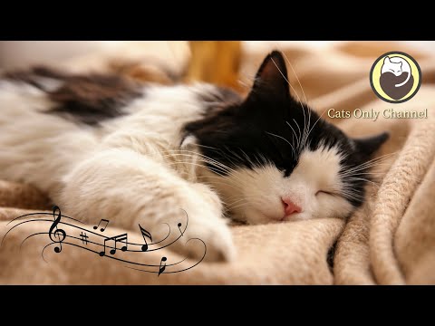 Calming Music For Cats Relaxation Deep Sleep Stress Relief Peaceful Piano Music