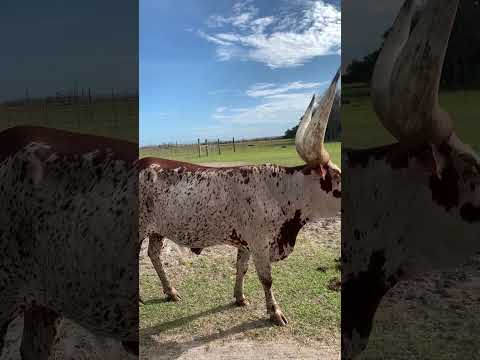 A LOT OF BULL Ankole Watusi Cattle Up Close