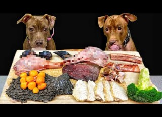  Best Of Pitbull Eating Sounds RAW MEAT ASMR Compilation