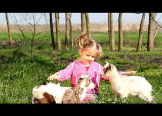 قامشلو بر داري قامشلو اغاني كوردية