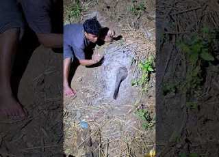 Wild Animals Don T Want To Come Out Of Their Holes Nature Cuteanimals Animals Funnyanimals
