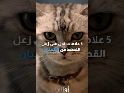 5 علامات تدل على زعل القطط من الإنسان قطط قطة