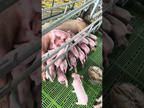 Mafanikio Ya Ufugaji Wa Nguruwe 1 Miundombinu Bora 2 Mbegu Bora 3 Lishe Bora4 Usimamizi Bora Mafanikio Ya Ufugaji Wa Nguruwe 1 Miundombinu Bora 2 Mbegu Bora 3 Lishe Bora4 Usimamizi Bora