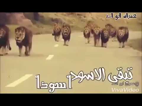لا تطول ولا تقصر خشمك عدنا يتكسر