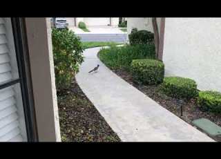  Roadrunner Meep Meep
