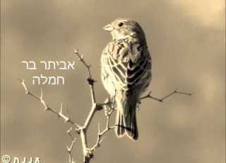 אביתר ברנוביץ חמלה