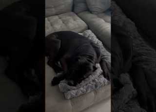 Would You Wake Up This Beast Shorts Viral