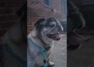 Asking My Pug About His Day At Sunset Themummerts Mypug Trending Dailyvlog