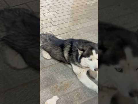 Street Dogs In Manali Streets Manali Streetdog